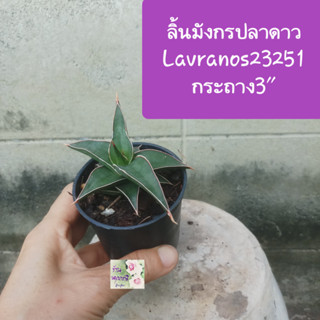 ต้นลิ้นมังกร ปลาดาว ลาฟราโนส23251 sansevieria lavranos 23251/ snake plant  กระถาง 3"  ไม้มงคล ฟอกอากาศดีมาก