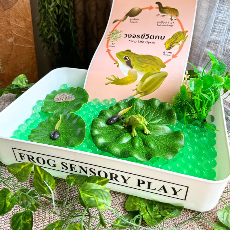 🐸Frog Sensory Play🐸(ได้ทั้งเซ็ตในภาพ) พร้อมส่ง วงจรชีวิตกบ โมเดลกบ