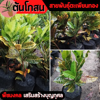 โกสนตะเพียนทอง ไม้มงคล ไม้ฟอกอากาศ ในถุง8นิ้ว / 5นิ้ว