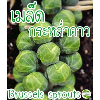 เมล็ดพันธุ์ กะหล่ำดาว 40+ เมล็ด brussel sprouts เมล็ดแท้นำเข้า