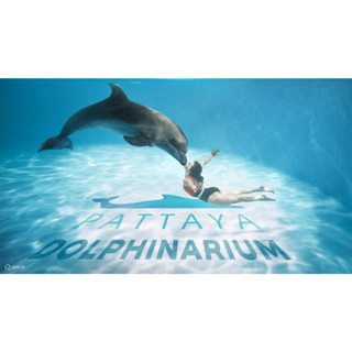 Pattaya Dolphinarium พัทยาดอลฟินนาเรียม บัตรว่ายน้ำกับโลมา ราคาพิเศษ