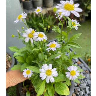 ต้นมากาเร็ตบอร์เนียว (ดอกขาวม่วง) ดอกทานได้ กระถาง 5,8,11” ออกดอกทั้งปี🌿🌿🌿