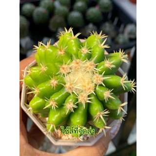 ถังทอง หนามสั้น กระถาง3นิ้ว Echinocactus grusonii var.intermedius แคคตัส กระบองเพชร ใหญ่ๆคุ้มมาก