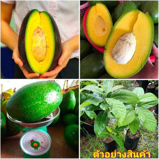 [ต้นโตจากเมล็ดสูง 60-80ซม.] ต้นอะโวคาโดยักษ์ "THANH BICH" นำเข้าจากเวียดนาม ปลูกเมล็ด น้ำเต้าลูกใหญ่ ไม้มาตรฐาน เหมาะหล