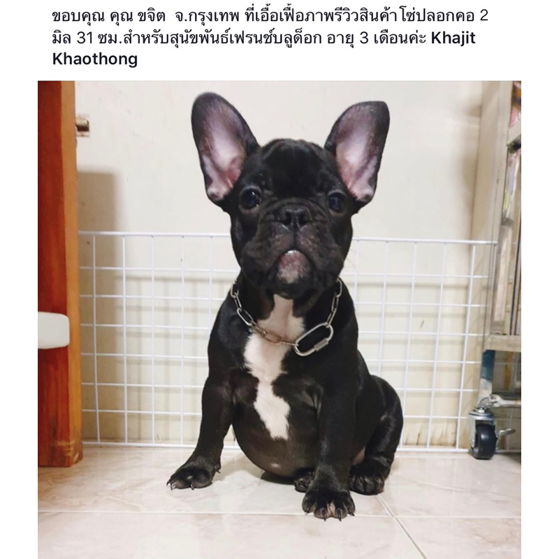 โซ่ปลอกคอสุนัข ขนาด 2 มิล สแตนเลส 304 โดนน้ำได้ไม่ขึ้นสนิม ไม่มีขาด สำหรับสุนัขพันธ์เล็ก/ลูกสุนัข โซ่หมา โซ่คอสุนัข