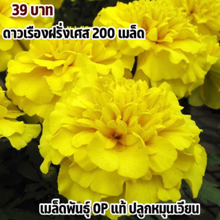 ดาวเรืองฝรั่งเศสสีเหลือง (yellow) 200 เมล็ด ดอกใหญ่ปลูกง่ายดูแลง่าย