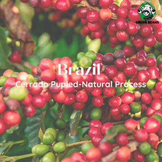 เมล็ดกาแฟ Brazil  Cerrado สารกาแฟ Pupled-natural process1000g