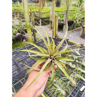 Tillandsia novakii ทิลแลนเซีย