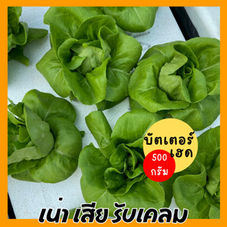 🥬รับประกันทุกต้น✨ผักกาดหอมบัตเตอร์เฮด ผักสลัด บัตเตอร์เฮด ไฮโดรโปนิกส์ 500 กรัม (500g)ผักสลัดสด ปลอดสารพิษ กรอบ สด สะอาด