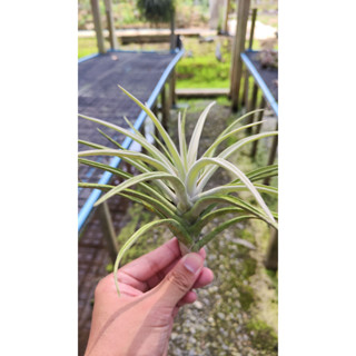 Tillandsia harrisii ทิลแลนเซีย