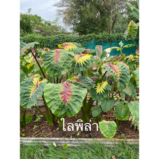 Colocasia Light Pillar 🪴🪴โคโลคาเชียไลพิล่า🪴🪴แท่งแห่งแสง