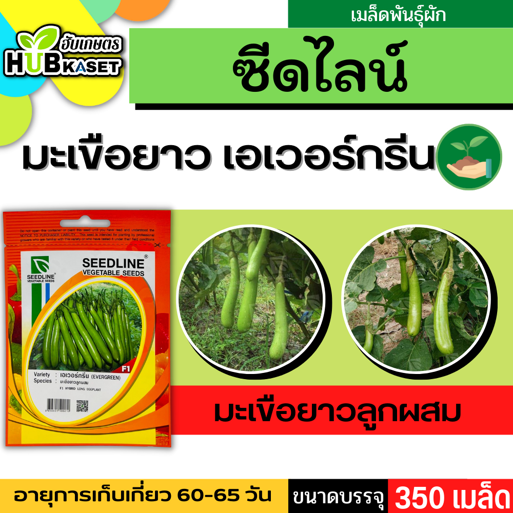 ซีดไลน์ มะเขือยาวลูกผสม เอเวอร์กรีน ขนาดบรรจุประมาณ 350 เมล็ด อายุเก็บเกี่ยว 60-65 วัน