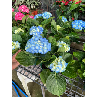   #ดอกไฮเดรนเยีย (Hydrangea) เป็นดอกไม้ที่สื่อถึงความนุ่มนวลน่าสัมผัส อีกทั้งยังมีความหมายแฝงแทนคำขอบคุณ