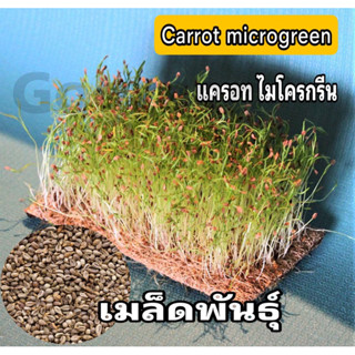 เมล็ดแครอท ไมโครกรีน carrot Microgreen