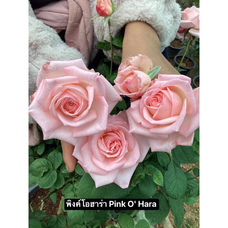 กุหลาบ-พิงค์โอฮาร่า “Pink O' Hara” สีชมพู ดอกใหญ่ หอมแรง