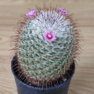 แมมบอมไบเซียน่า (Mammillaria bombycina) ต้นเล็ก ขนาด 3-4 ซม. ในกระถาง 2 นิ้ว