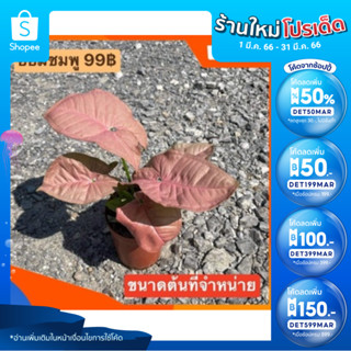 (ใส่โค้ด INCSL33 ลดเพิ่ม 50%) ต้น…ออมชมพู…ราคา..69฿