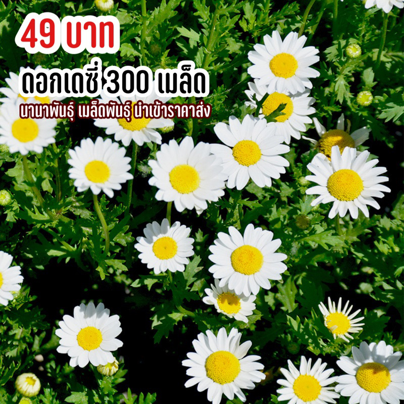 #เมล็ดพันธุ์ดอกไม้
#เมล็ดพันธุ์ดอกเดซี่
#ดอกเดซี่ดอกใหญ่
#เมล็ดพันธุ์นำเข้า
#เมล็ดพันธุ์คุณภาพ