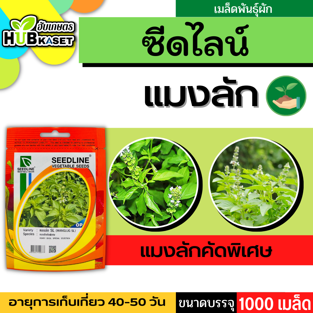 ซีดไลน์ แมงลักคัดพิเศษ SL ขนาดบรรจุประมาณ 1000 เมล็ด อายุเก็บเกี่ยว 40-50 วัน