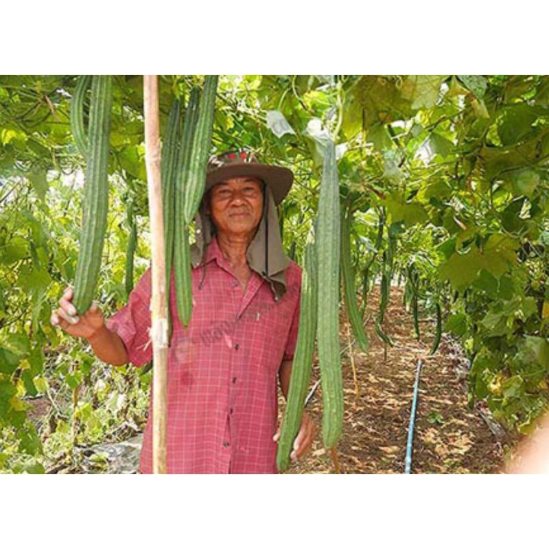 ฮอร์โมนไข่ไก่+นมสด2พลัง
เร่งการเจริญเติบโต เร่งติดดอกออกผล รสหวาน ผลโต ขนาด1ลิตร - รูปที่ 2