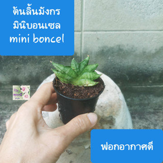 ต้นลิ้นมังกรแคระ dwarf snake plant  มินิบอนเซล ต้นว่านงาช้างแคระ  mini boncel sansevieria  กระถาง 2.5"  ฟอกอาก่าศดี