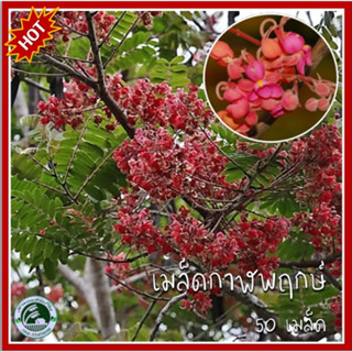 50+ เมล็ด กาฬพฤกษ์ Cassia grandis เมล็ดกาฬพฤกษ์ เปลือกขม กัลปพฤกษ์ เมล็ดกาลพฤกษ์ กาลพฤกษ์ ไชยพฤกษ์ ราชพฤกษ์