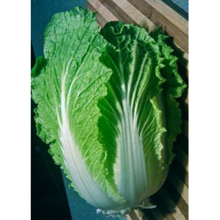 เมล็ดพันธุ์ ผักกาดขาวปลี พันธุ์เบา 10 กรัม Chinese cabbage ผักกาดขาวปลีพันธุ์เบา ผักกาดขาว เมล็ดผักกาดขาวปลี เมล็ดผัก