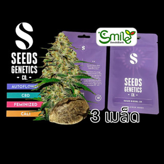 เมล็ดกัญชา Seeds Genetics.Co - Sour Diesel (Auto)