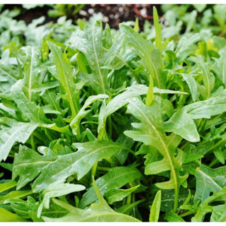 เมล็ดพันธุ์ ไวลด์ร็อกเก็ต (Wild Rocket Seed) บรรจุ 200 เมล็ด คุณภาพดี ราคาถูก ของแท้ 100%