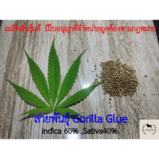 [เมล็ดพันธุ์ ] Gorilla Glue (โฟโต้)สายพันธุ์แท้ มีใบอนุญาตขายตามกฎหมาย