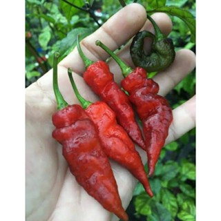 เมล็ดพันธุ์พริก เรด ไทเกอร์ (Red Tiger Hot Pepper Seed) บรรจุ 15 เมล็ด ของแท้ คุณภาพดี ราคาถูก นำเข้าจากต่างประเทศ