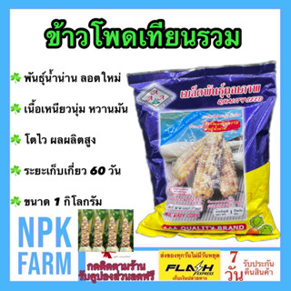 ข้าวโพดเทียนรวม พันธุ์น้ำน่าน ขนาด 1 กิโลกรัม ลอตใหม่ งอกดี ข้าวโพดหวาน ข้าวโพด ข้าวโพดเทียน รสชาติดี เหนียวนุ่ม หวานมัน