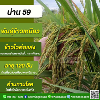 พันธุ์​ข้าวปลูก ข้าวเหนียว​ น่าน 59  ข้าวนาปี ข้าวหนัก ข้าวทนโรค ใบไหม้ ขอบใบแห้ง บรรจุ 25 กิโลกรัม คูลเกษตร KR3