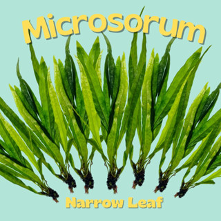 รากดำ ใบแหลม เลือกได้ 3 ขนาด  จำนวน 1 มัด- MICROSORUM NARROW LEAF ต้นไม้น้ำ เฟิร์นน้ำ