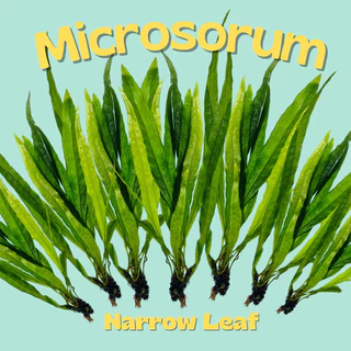 รากดำ ใบแหลม เลือกได้ 3 ขนาด จำนวน 1 มัด- MICROSORUM NARROW LEAF ต้นไม้น้ำ เฟิร์นน้ำ