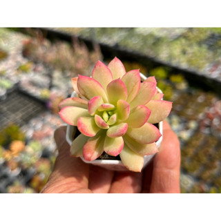 Echeveria Minibelle variegated ไม้อวบน้ำด่าง น่ารัก กระถาง 2 นิ้ว