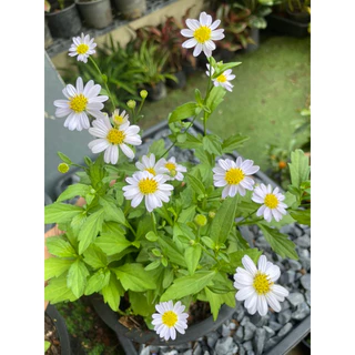 ต้นมากาเร็ตบอร์เนียว (ดอกขาวม่วง) ดอกทานได้ กระถาง 5,8,11” ออกดอกทั้งปี🌿🌿🌿