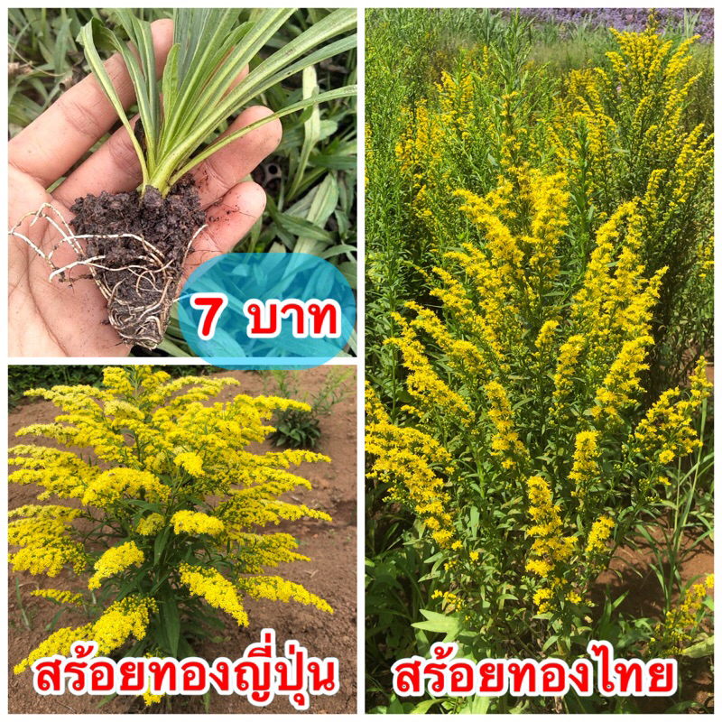📣 #ต้นดอกสร้อยทอง   🌸