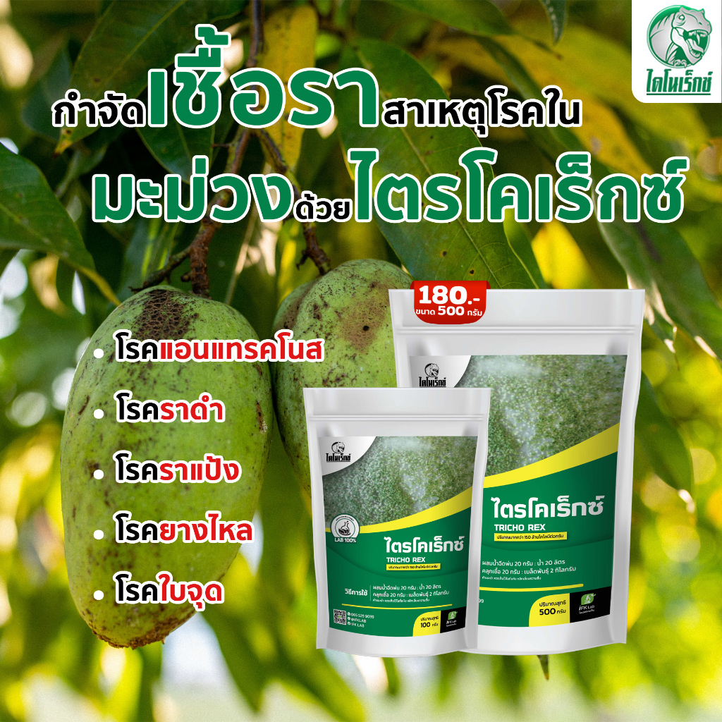 กำจัดเชื้อรา สาเหตุของโรคในกล้วย ใบไหม้ ใบจุด โรคตายพราย ใช้ไตรโคเดอร์มา(ไตรโคเร็กซ์) ปลอดภัยต่อคนใช้ 100%