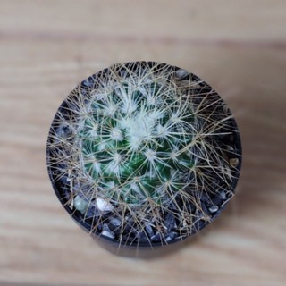 สายพันธุ์แคคตัส แมมรีคอย [Mammillaria rekoi ssp. leptacantha] แมมหนามสวย สายสะสมแมมห้ามพลาด
