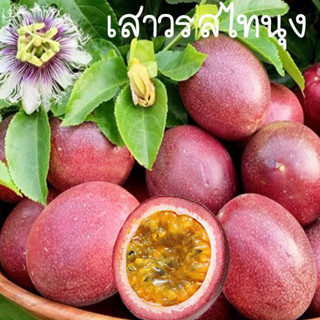 เสาวรสหวาน ไทนุง🎯ถูกที่สุด10บ.🎯เมล็ดพันธุ์เสาวรสหวานไทนุง10เมล็ด🌱ปลูกง่าย🌱ทนร้อน🌱ผลดก🌱รสหวาน