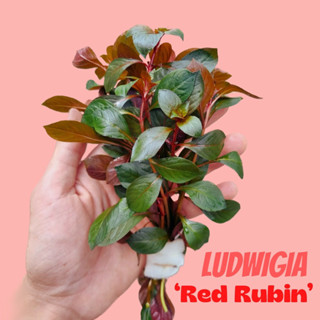 ขายปลีก-ส่ง ซูเปอร์เรด “รูบิน” ไม้ข้อสีแดง  ไม้หลังตู้ - LUDWIGIA SP. SUPER RED RUBIN ต้นไม้น้ำ