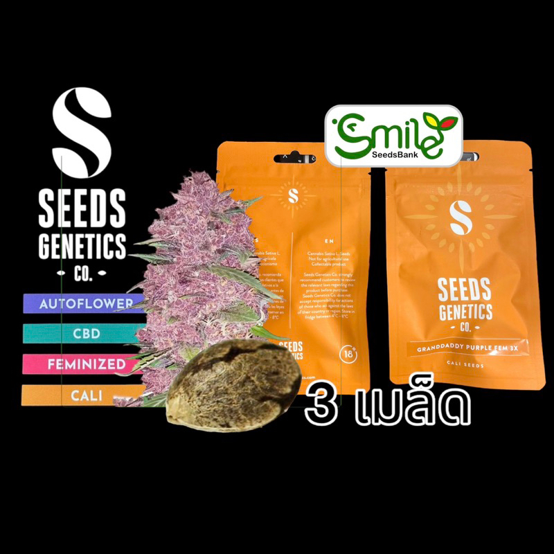 เมล็ดกัญชา Grand Daddy Purple (Fem) - Seeds Genetics.Co