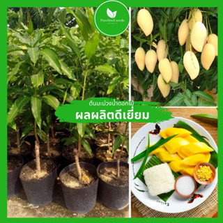 ต้นมะม่วงน้ำดอกไม้เป็นต้นไม้ที่ให้ผลเยอะมาก ติดผลหลังจากปลูก 1 ปี ต้นกล้าแข็งแรงมาก ให้ผลผลิตสูง โรคและแมลงน้อย