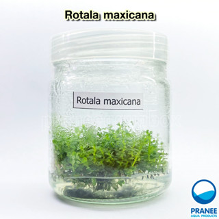 Rotala maxican หรือ ก้านธูปแดง เนื้อเยื่อ ต้นไม้ปลูกในตู้ปลา ไม้น้ำในตู้ปลา ***กรุณาอ่านรายละเอียดก่อนสั่งซื้อ***