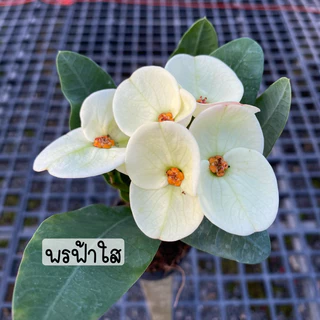 โป๊ยเซียน กระบอก 2 นิ้ว