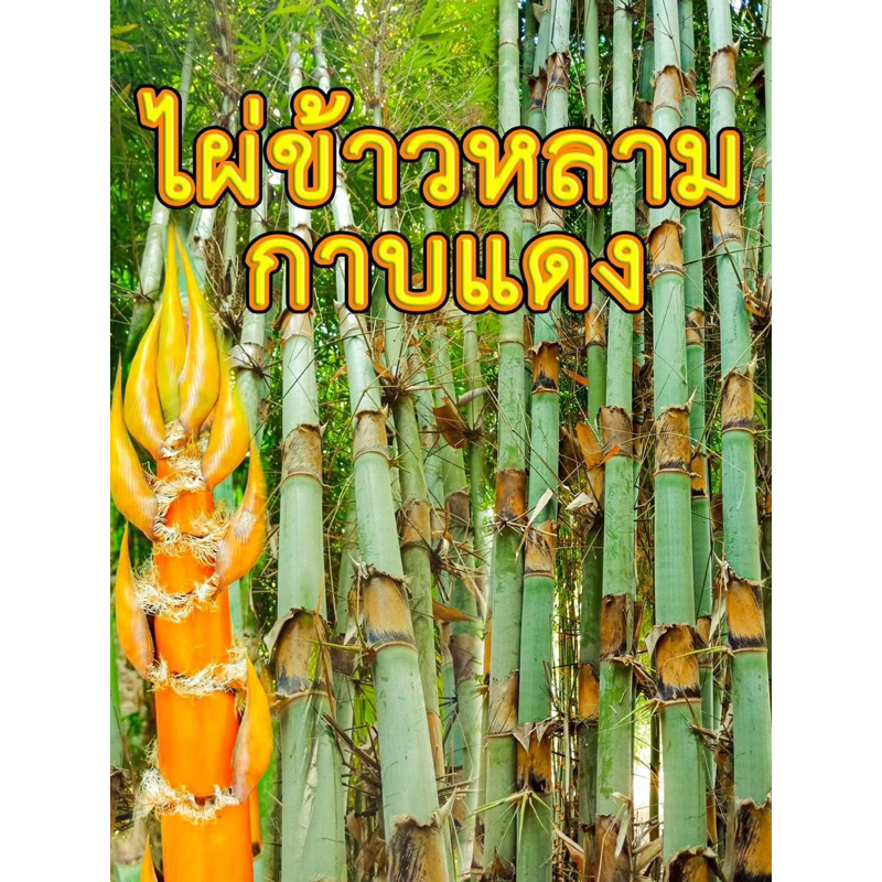 ไผ่ข้าวหลามกาบแดง#ไผ่ข้าวหลาม #ไผ่ทำข้าวหลาม(ขั้นต่ำ2ต้น)