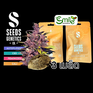 เมล็ดกัญชา Seeds Genetics.Co - Purple Punch (Auto)