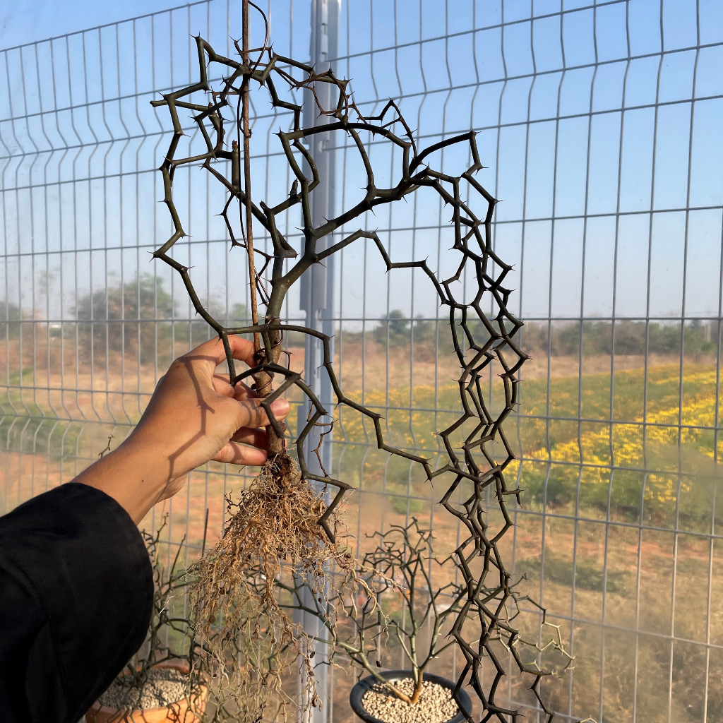 Decarya madagascariensis ซิกแซก  .Rare Item,ไม้หายาก,ไม้สะสม มีกิ่งตัดสดให้ลองชำค่ะ - รูปที่ 5