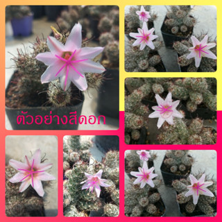 🌵💥 แมมธอร์นเบรี💥🌵 Mammillaria thornberi  (หน่อหลุดง่ายมากๆ)ไม้ชำหน่อ ฟอร์มกอ ขนาด 5-7 ซม.ต้นกระบองเพชร ต้นแคคตัส แคคตัส